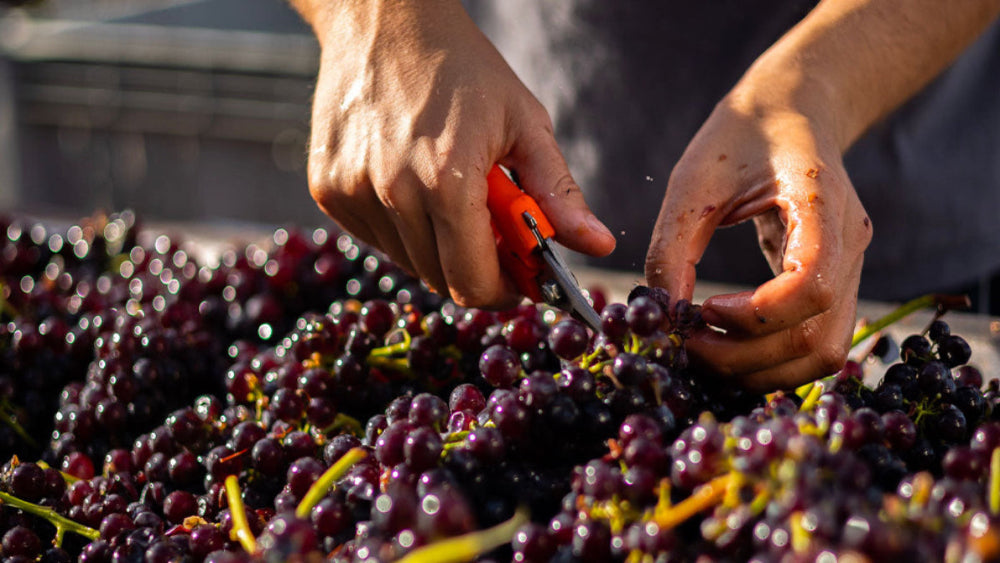 Methods of Modern Winemaking
